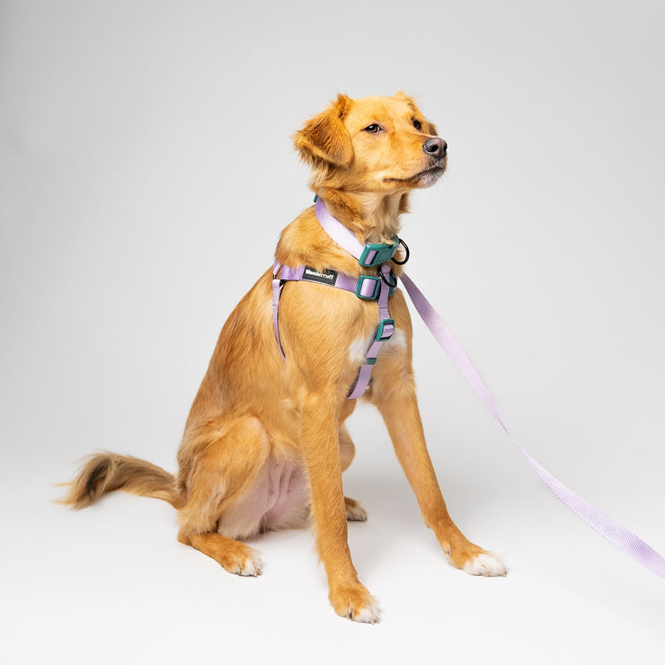 Daisy Harness