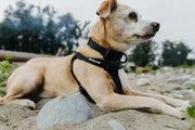 Samson Harness - Wanderruff