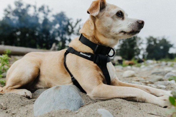 Samson Harness - Wanderruff